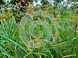 Cyperaceae grass in the meadow