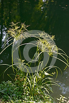 Cyperaceae near river
