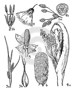 Cyperaceae, Palmaceae, and Cyclanthaceae Orders vintage illustration