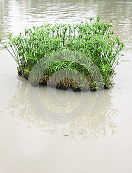 CYPERACEAE The trees along the river