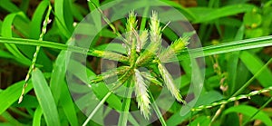 Cyperus Compressus or Annual Sedge on green grass background