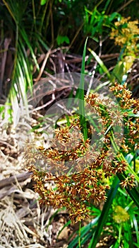 Cyperus Corymbosus Grass