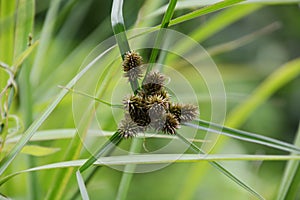 Cyperus cyperoides