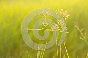 Cyperus difformis