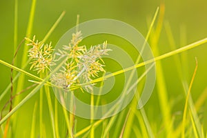 Cyperus difformis