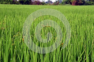 Cyperus difformis infested to paddy field