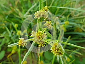 Cyperus difformis
