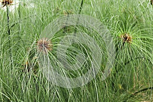 Cyperus family with fibrous leaves. Green papyrus in the lake.