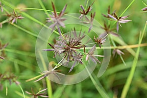 Cyperus flavidus