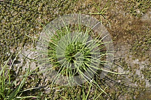 Cyperus fuscus plants