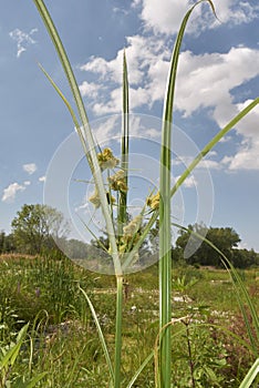 Cyperus glomeratus in bloom