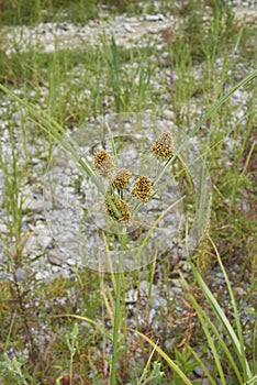 Cyperus glomeratus in bloom