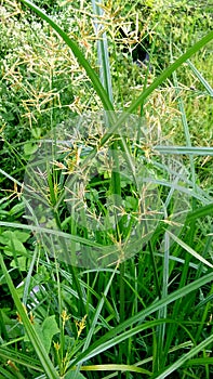 Cyperus longus galingale motha grass