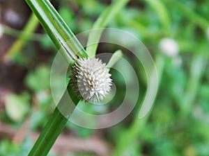 Cyperus mindorensis Flower Sri Lanka.