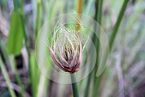 Cyperus papyrus