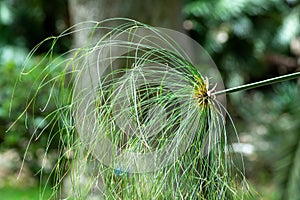 Cyperus Papyrus Plant in Summer