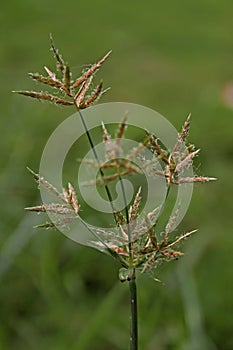 Cyperus rotundus