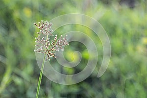 Cyperus rotundus coco-grass, Java grass, nut grass, purple