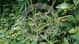 Cyperus rotundus coco-grass, Java grass, nut grass, purple nut sedge, purple nutsedge, red nut sedge, Khmer kravanh chruk with n