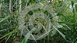 Cyperus rotundus coco-grass, Java grass, nut grass, purple nut sedge, purple nutsedge, red nut sedge, Khmer kravanh chruk with n
