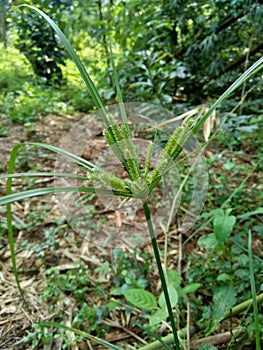 Cyperus rotundus coco-grass, Java grass, nut grass, purple nut sedge, purple nutsedge, red nut sedge, Khmer kravanh chruk with n