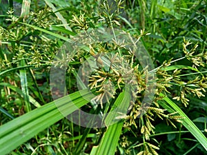 Cyperus rotundus coco-grass, Java grass, nut grass, purple nut sedge, purple nutsedge, red nut sedge, Khmer kravanh chruk with n