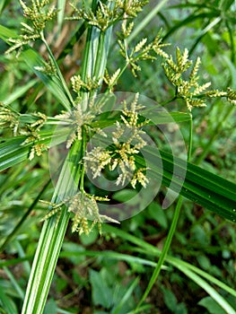 Cyperus rotundus coco-grass, Java grass, nut grass, purple nut sedge, purple nutsedge, red nut sedge, Khmer kravanh chruk with n