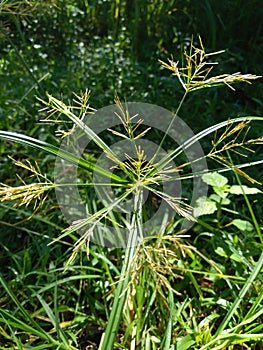 Cyperus rotundus coco-grass, Java grass, nut grass, purple nut sedge, purple nutsedge, red nut sedge, Khmer kravanh chruk with n