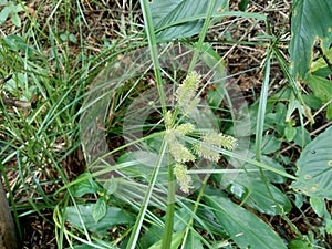 Cyperus rotundus coco-grass, Java grass, nut grass, purple nut sedge, purple nutsedge, red nut sedge, Khmer kravanh chruk with n