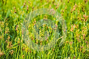 Cyperus rotundus flowers