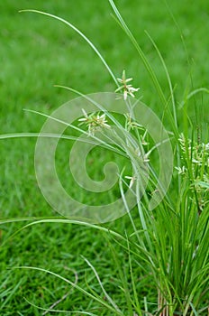 Cyperus  Rotundus plant, also known as coco, Java,or nut grass, purple nutsedge, red nutsedge