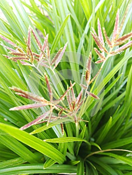 Cyperus scarious of green color with brown flower.