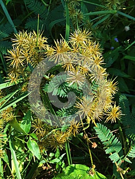 Cyperus strigosus or False nutsedge or Straw-colored flatsedge flower.