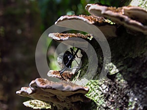 Cypherotylus californicus, beetle on a trunk with fungi