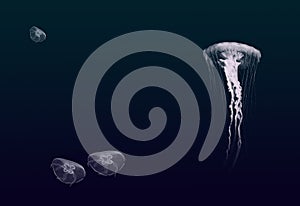 Cyphoid jellyfish are a Class of marine organisms from the type of striga photo