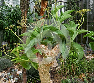 Cyphostemma juttae succulent plant Family: Vitaceae