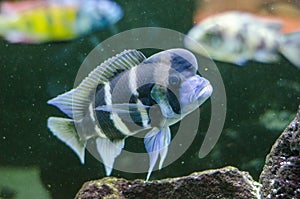 Cyphotilapia frontosa