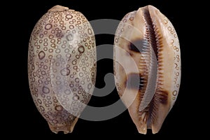 Cypraea argus