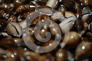 Cypraea caputserpentis closeup wallpaper