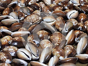 Cypraea caputserpentis closeup wallpaper