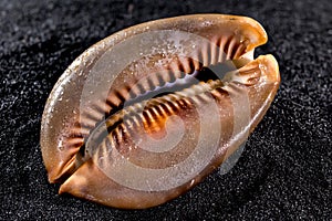 Cypraea caputserpentis Seashell on a black sand background