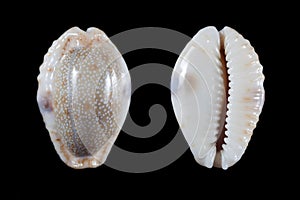 Cypraea erosa