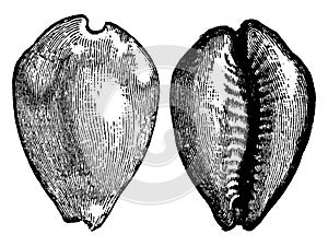 Cypraea Cypraea moneta, vintage engraving