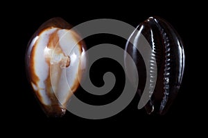 Cypraea onyx