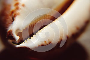Cypraea seashell closeup view