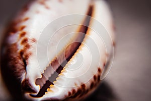 Cypraea seashell closeup view