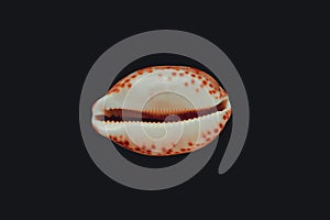 Cypraea tigris, tiger cowrie, on black background photo