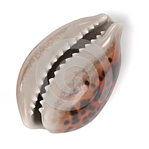 Cypraea Tigris Tiger Cowrie photo