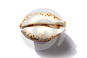 Cypraea tigris, tiger cowrie, on white background