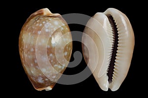 Cypraea vitellus